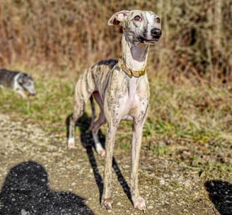 lévrier whippet à l'élevage Des Rives De Riss