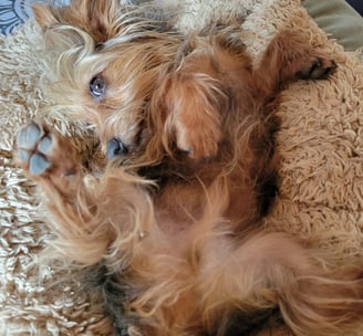 happy dog
