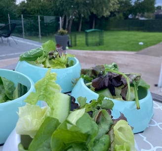 seasonal vegetables & herbs for rabbits