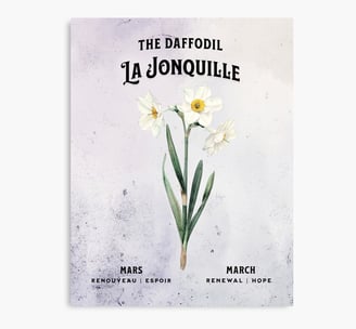 jonquille blanche