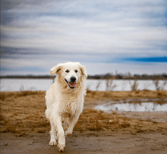 photographie animal