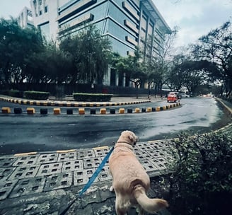 LucyFur our dog and chief tasting officer standing outside the Pune office of Phluffy.in