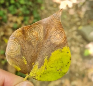 Blatt mit lustigen Mustern