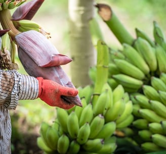 a man in a striped shirt is holding a banana peeler