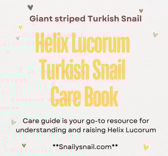 Helix lucorum Turkish Snail Care Guide