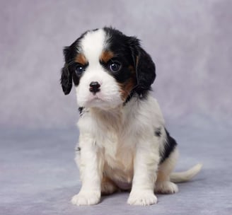 Puppies for Sale 