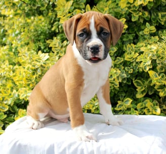 Puppies for Sale 
