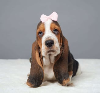 Puppies for Sale 