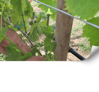 Assessoria en agricultura ecològica per a vinyes a Mallorca