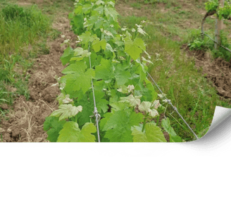 Maneig de males herbes i coberta vegetal a vinyes |