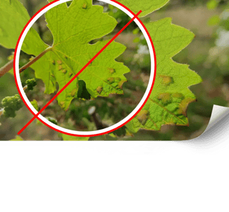 Control ecològic de plagues a vinyes de Mallorca