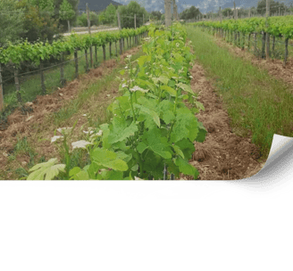 Disseny i cura de vinyes paisatgístiques a mallorca