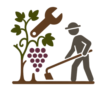 Manteniment ecològic i professional de vinyes a Mallorca | ViñArts Mallorca