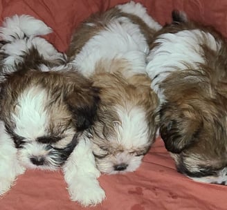 Mal-Shi Puppies for sale