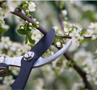 hedge trimming clients review.
