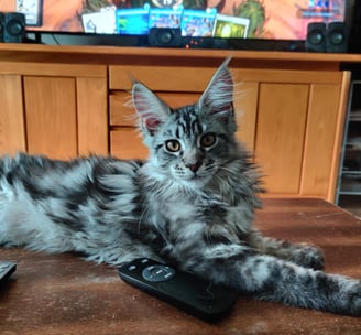 maine coon black silver