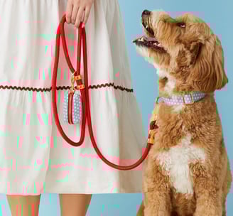 a dog is sitting on a leashed leash