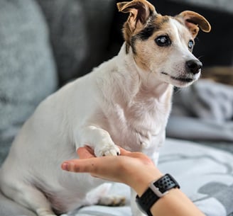 Hund auf einem Sofa, gibt Fötchen