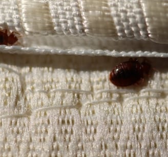 bed bugs hide in the seams of the mattress and bed frame