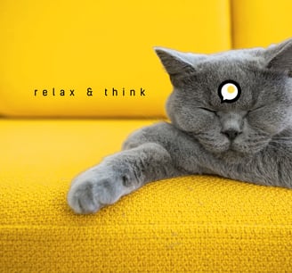 Moon - the cat