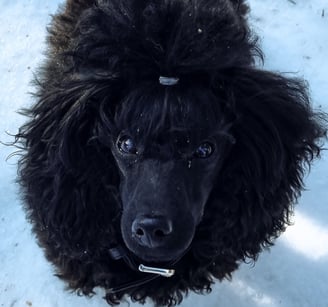 Caniche toy noir dans la neige