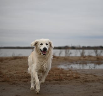 photographie animal