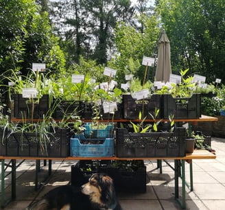 Photo de la pépinière du Jardin des Mélodie situé à Lustin (Profondeville). Plantes comestibles.