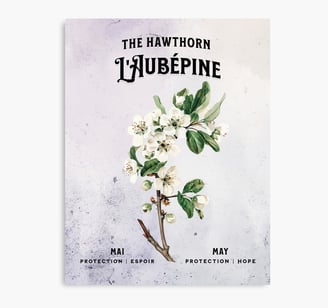 aubepine