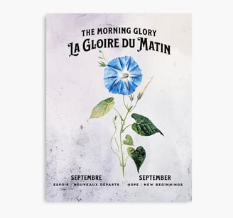 gloire-du-matin