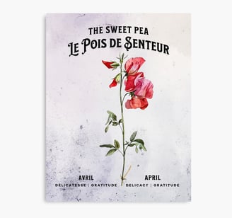 Pois de senteur