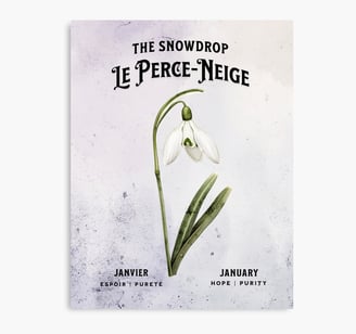 perce-neige