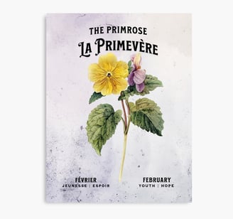 Primevère