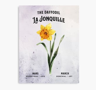 jonquille jaune