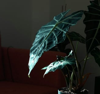 Alocasia Polly in dappled sunlight