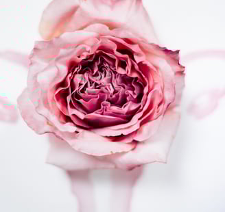 Gebärmutter, Blüte, Entfaltung, Potenzial, Urkraft, Schöpferkraft, Weiblichkeit, Uterus, Rose, Blume