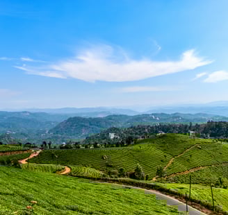 Munnar Tea Plantation, Kerala