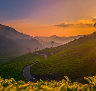 Munnar Tea Estate Sunset