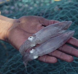 a person holding dead squids