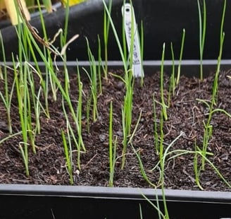 a tray of leek seedlings growing