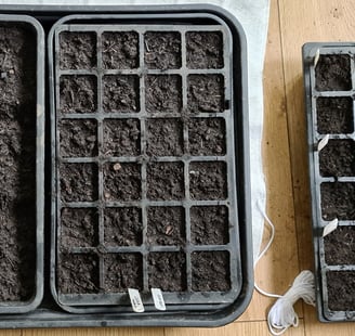 a couple of trays with seedlings
