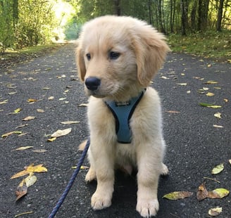 Golden Retriever Puppies for Sale