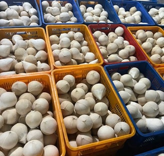 shell coconut from vietnam