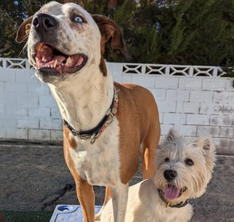 two dogs having fun at doggy day care, smiling, safe, happy, fun, positive, structured, energy, 