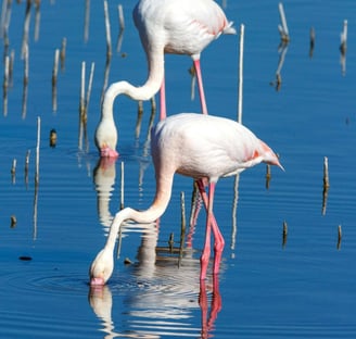 two flamingos are standing in the water