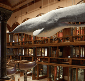 Bishop Museum
