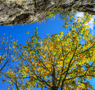 Colorful tree leaves