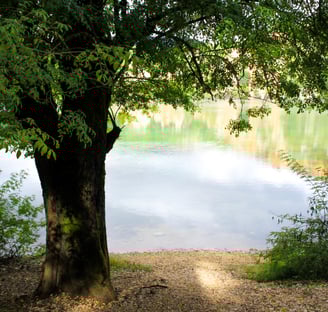 Lake Zirou view with tree