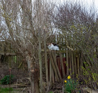 cat sitting on a wooden fench