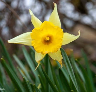 yellow flower in bloom