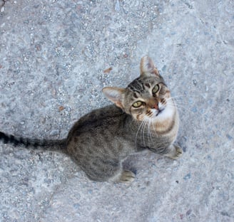 A grey cat looking at the lens